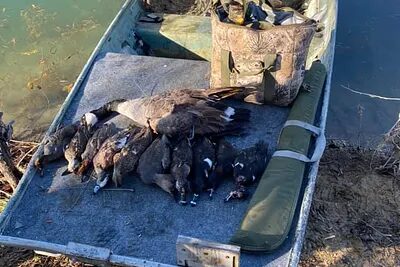 Waterfowl