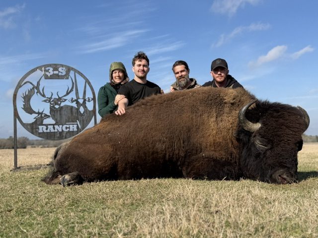 Bison