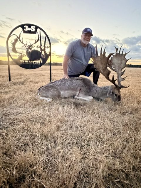 Fallow buck