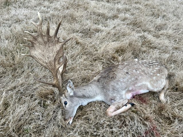 A rare leucistic (white) color-phase fallow buck.