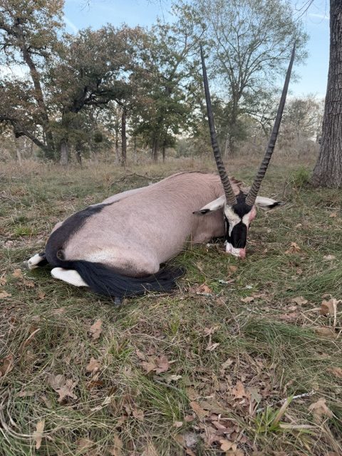 Rapier-horned gemsbok taken at 3-S Ranch.