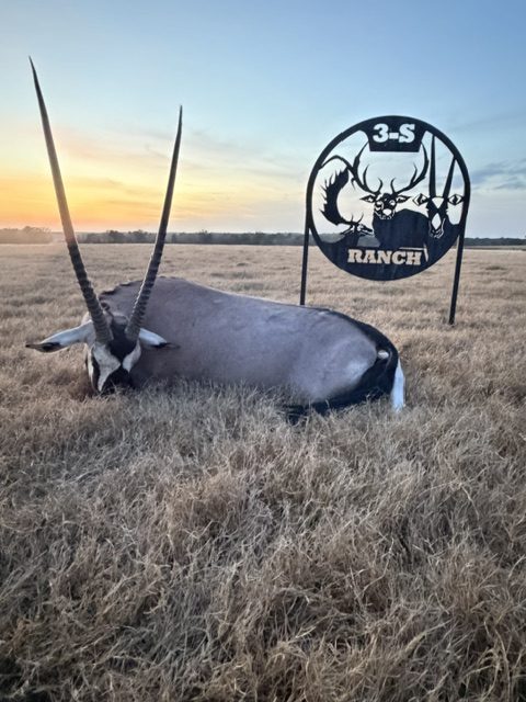 Recorded gemsbok harvest at 3-S Ranch.