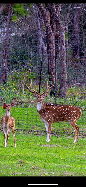 Axis Deer
