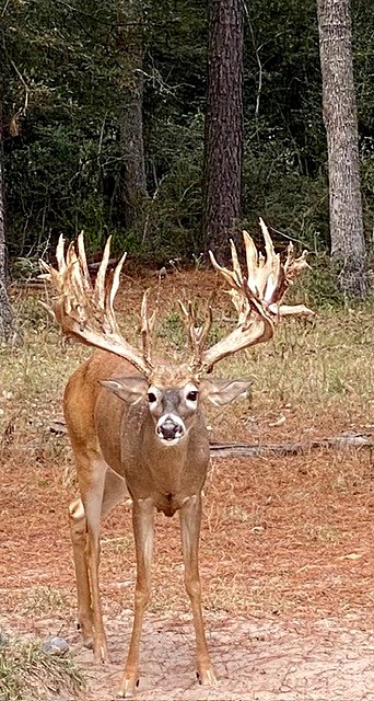 Whitetail buck backlit by the sun at 3-S Ranch.