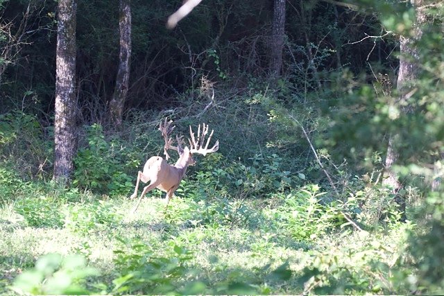 Mature whitetail buck at 3-S Ranch.