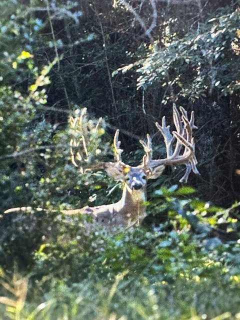Whitetail buck in cover at 3-S Ranch.