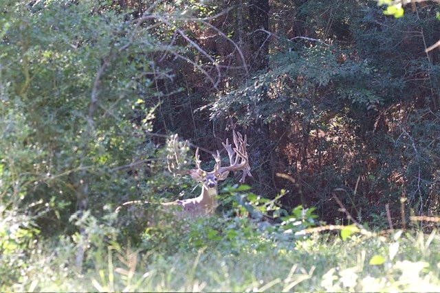 Whitetail buck and doe at 3-S Ranch.