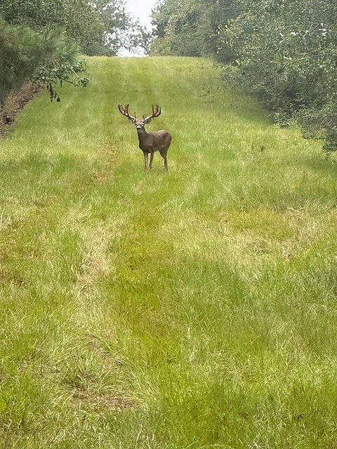 Whitetail crossing a ranch road at 3-S Ranch.
