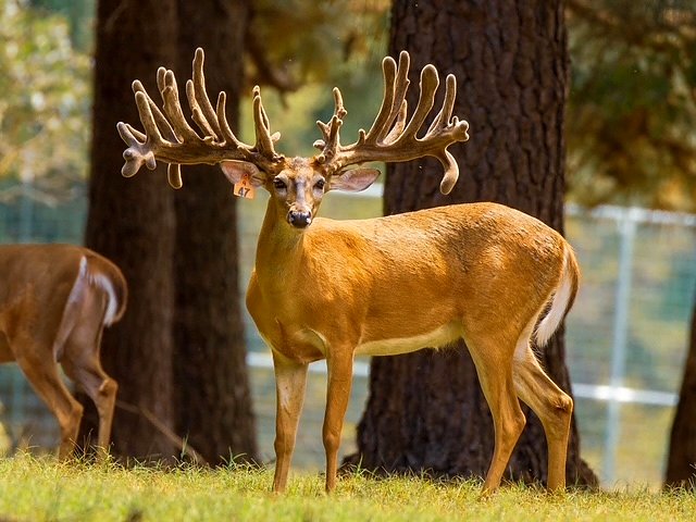3-S Whitetails breeder buck in velvet