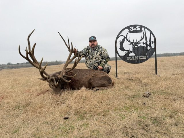 Clean typical red stag at 3-S Ranch.
