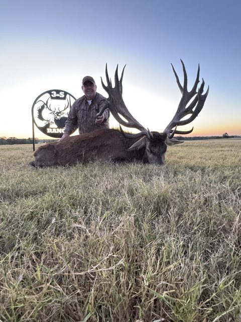 Red stag