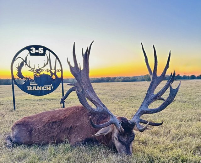 Typical red stag at 3-S Ranch.