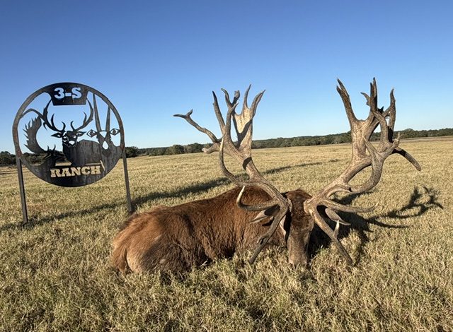 Typical red stag at 3-S Ranch.