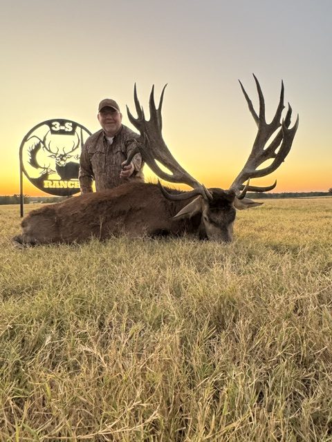 3-S red stag with mature antlers