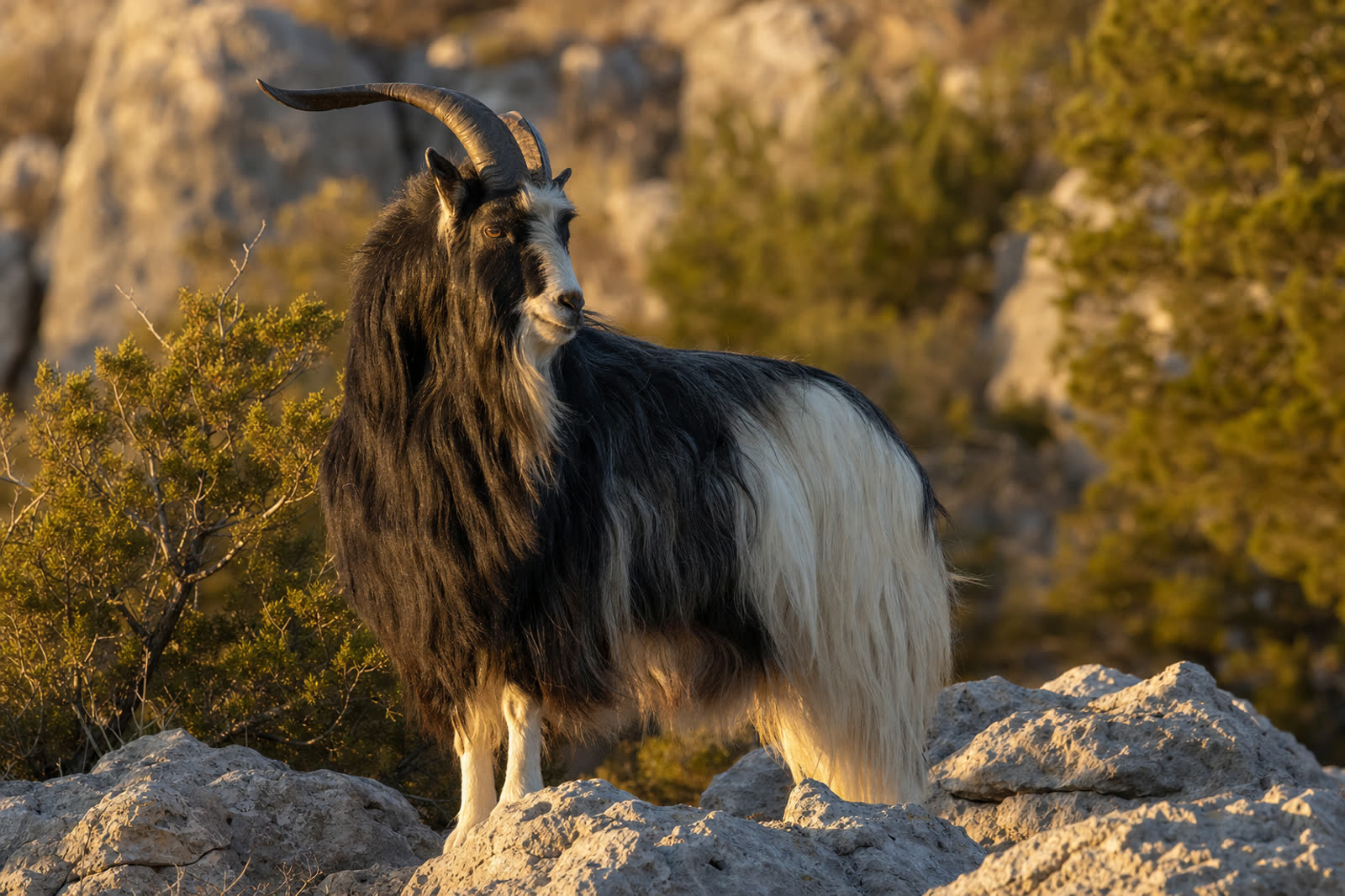 Catalina Goat