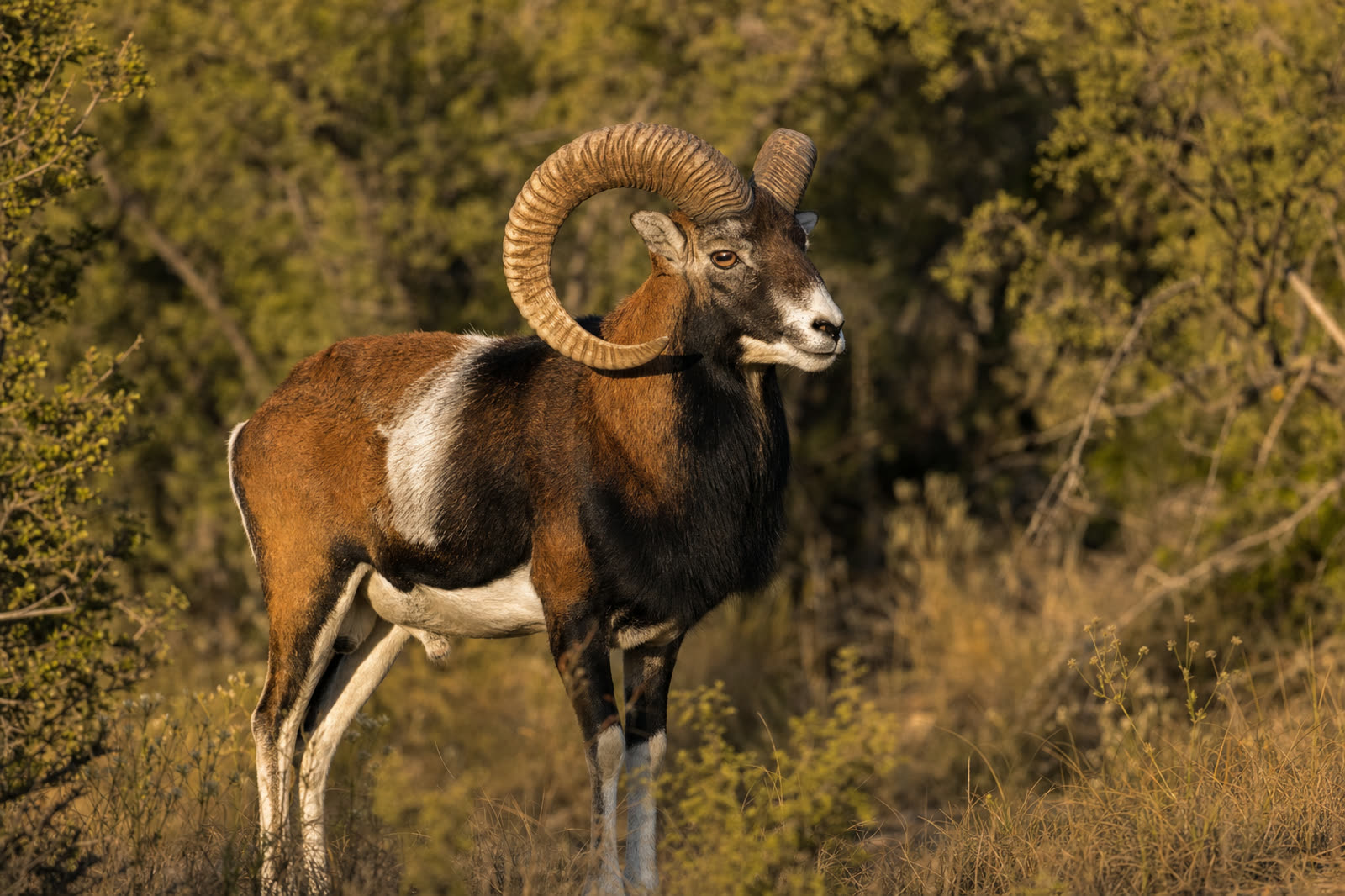 Corsican Ram