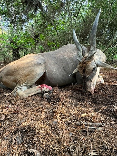 Eland