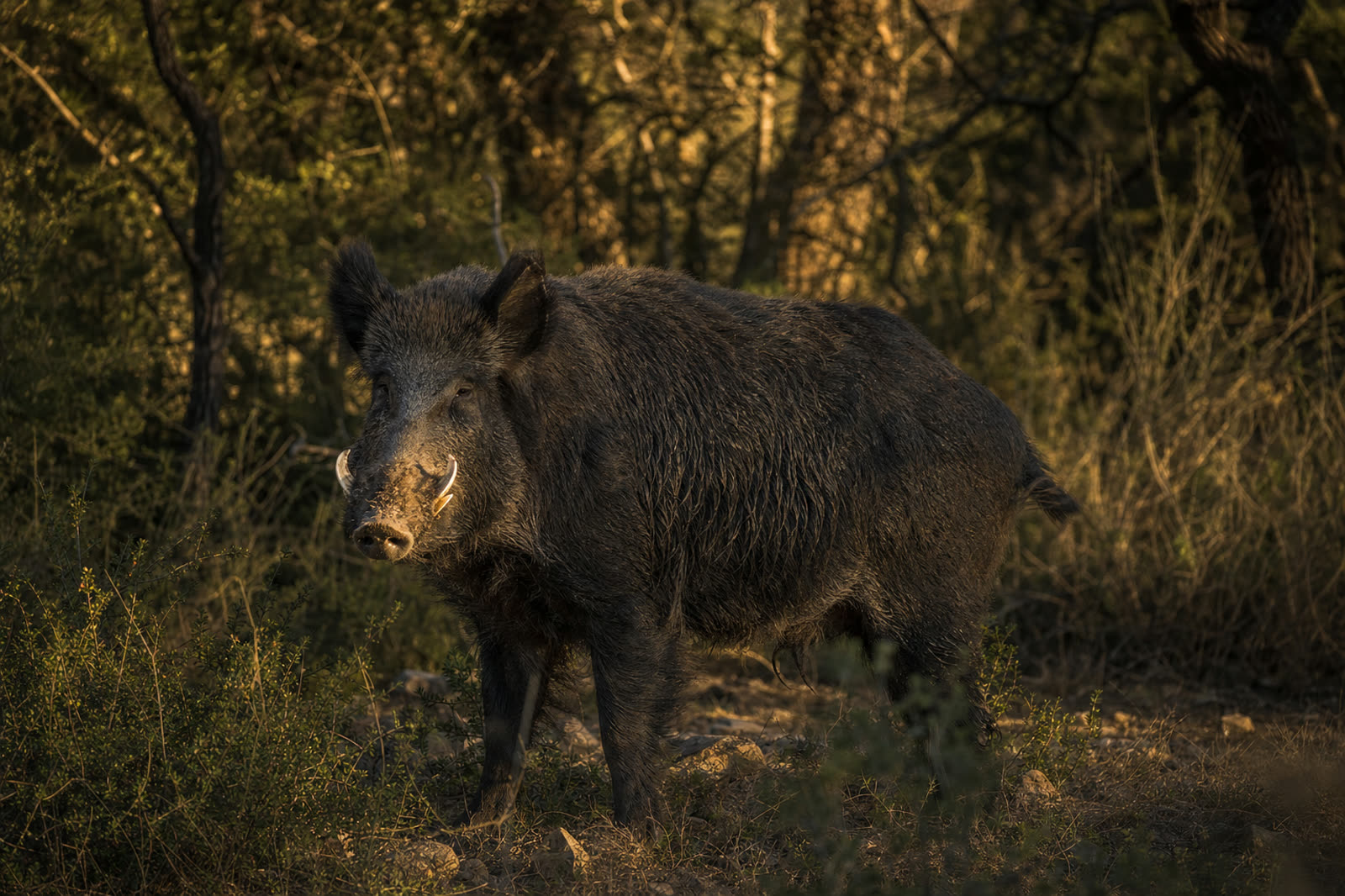 Russian Boar