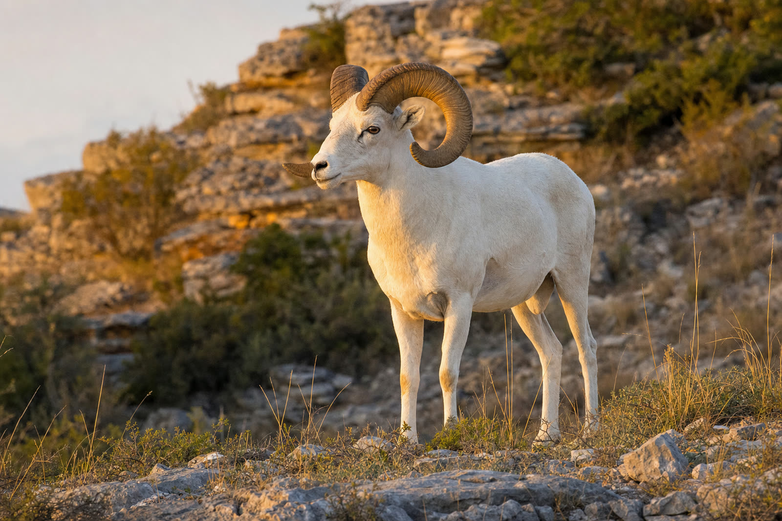 Texas Dall Sheep