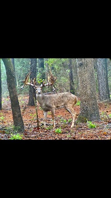 Trail camera image of a whitetail buck at 3-S Ranch.