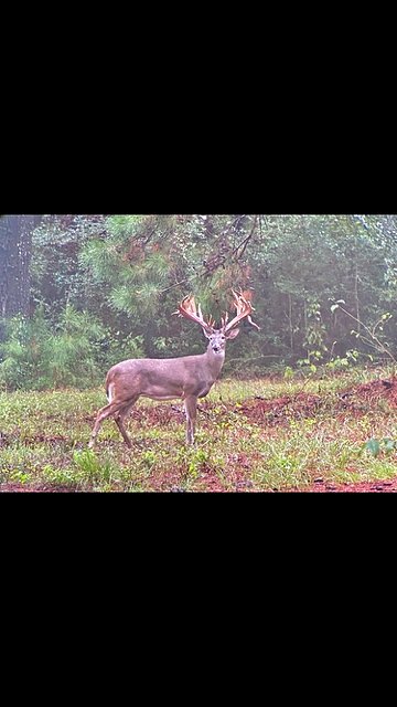 Trail camera image of a whitetail buck at 3-S Ranch.