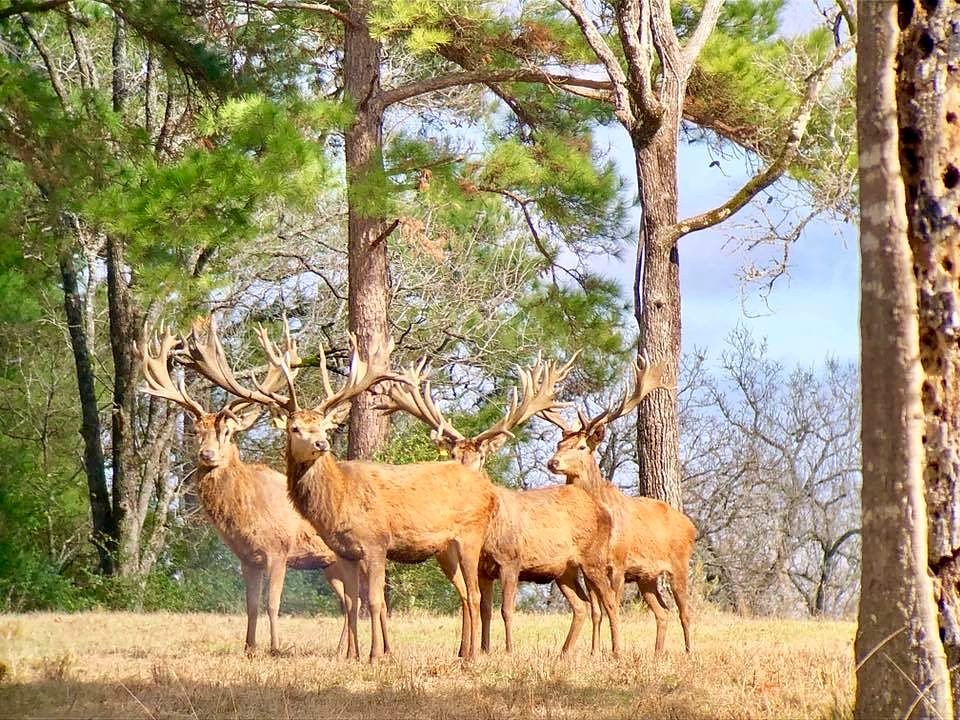 Trail camera image of a whitetail buck at 3-S Ranch.