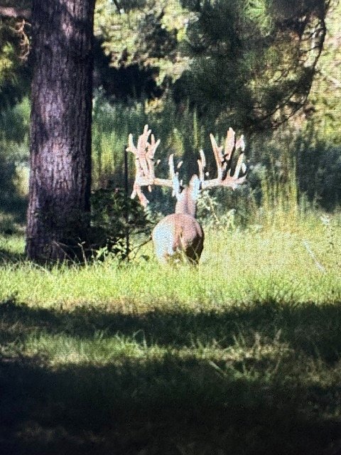 Trail camera image of a whitetail buck at 3-S Ranch.