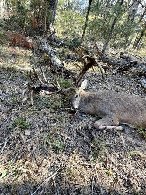 Texas whitetail