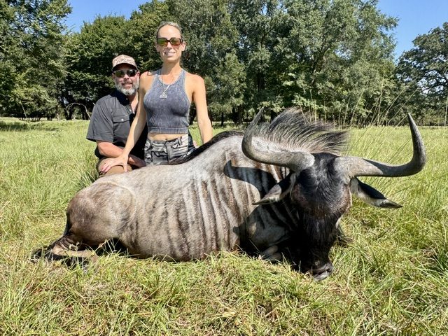 Blue Wildebeest